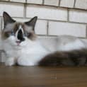 Photo of Boots