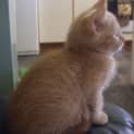 Photo of Strawberry