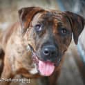 Photo of Sheba