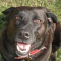 Photo of Olive