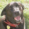 Photo of Olive