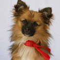 Photo of Hector