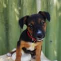 Photo of Zara (D2014)