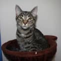 Photo of Bluey *On Trial In His New Home*