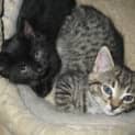 Photo of Nala *On Trial*