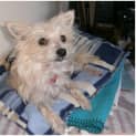 Photo of Scruffy **Adoption In Progress**