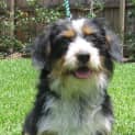 Photo of Ernie