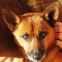 Photo of Dolly