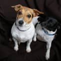 Photo of Foxy And Roxy