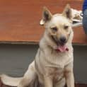 Photo of Sandy (On Hold)