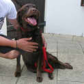 Photo of Buddy