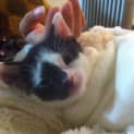 Photo of Oreo
