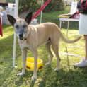 Photo of Peachie