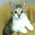 Photo of Cookie