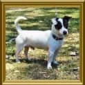 Photo of Flynn