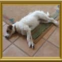 Photo of Molly