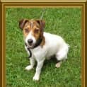 Photo of Pirate