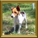 Photo of Buddy