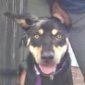 Photo of Scamp