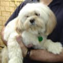 Photo of Trooper