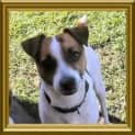 Photo of Patch
