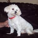 Photo of Misty