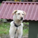 Photo of Nugget