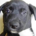 Photo of Four Border Collie X Kelpie Puppies
