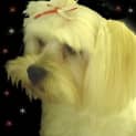 Photo of Sweety