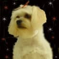 Photo of Sweety