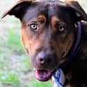 Photo of Hildy ~ Labrador X Kelpie (On Trial L9/3/17)