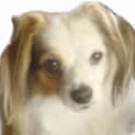 Photo of Mojo