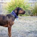 Photo of Hildy ~ Labrador X Kelpie (On Trial L9/3/17)
