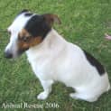 Photo of Banjo