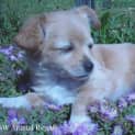 Photo of Honey