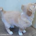 Photo of Honey