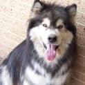 Photo of Mak