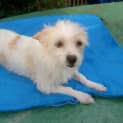 Photo of Stella