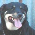 Photo of Lozen
