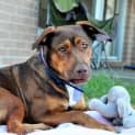 Photo of Hildy ~ Labrador X Kelpie (On Trial L9/3/17)