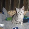 Photo of Foggy