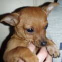 Photo of Bambi