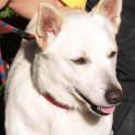 Photo of Bear