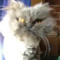 Photo of Gumdrop