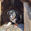 Photo of Petey