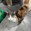 Photo of Diva