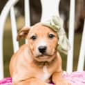 Photo of Pebbles 