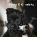 Photo of Boog