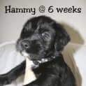 Photo of Hammy