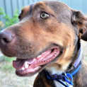 Photo of Hildy ~ Labrador X Kelpie (On Trial L9/3/17)